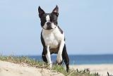 BOSTON TERRIER 278